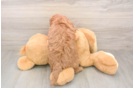 Friendly Mini Goldendoodle Baby