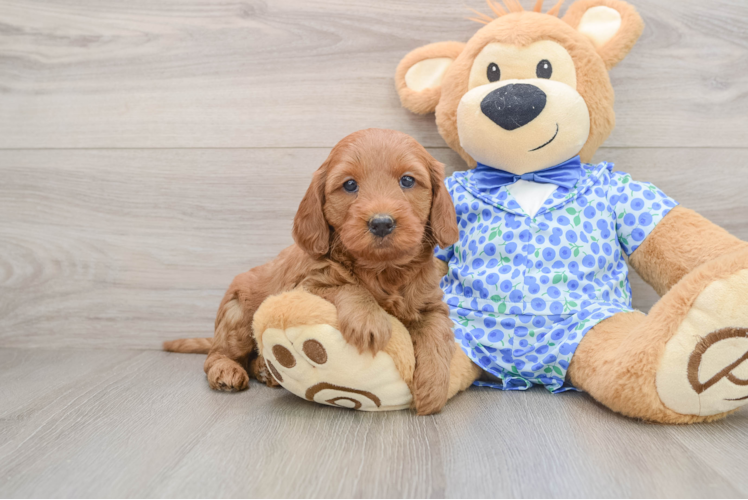 Mini Goldendoodle Pup Being Cute