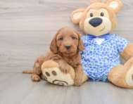 8 week old Mini Goldendoodle Puppy For Sale - Windy City Pups