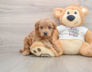 6 week old Mini Goldendoodle Puppy For Sale - Windy City Pups