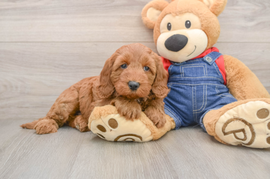 Playful Mini Groodle Poodle Mix Puppy