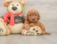 7 week old Mini Goldendoodle Puppy For Sale - Windy City Pups