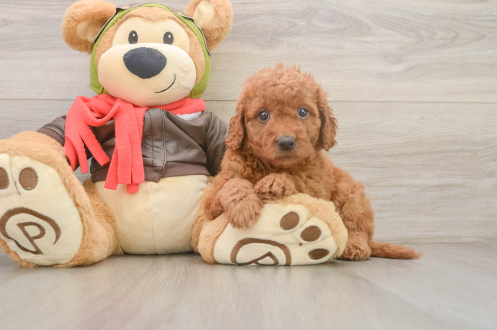 6 week old Mini Goldendoodle Puppy For Sale - Windy City Pups