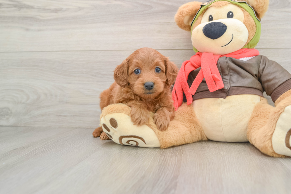 Adorable Golden Retriever Poodle Mix Poodle Mix Puppy