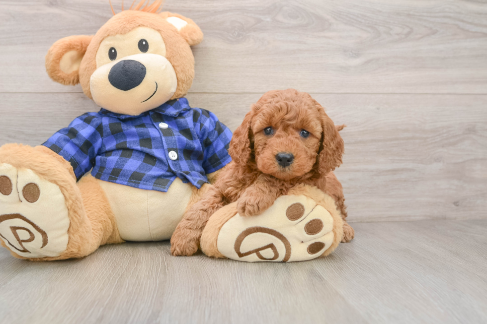 Mini Goldendoodle Pup Being Cute