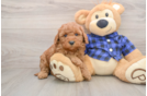 Little Mini Goldenpoo Poodle Mix Puppy