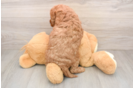 Mini Goldendoodle Puppy for Adoption