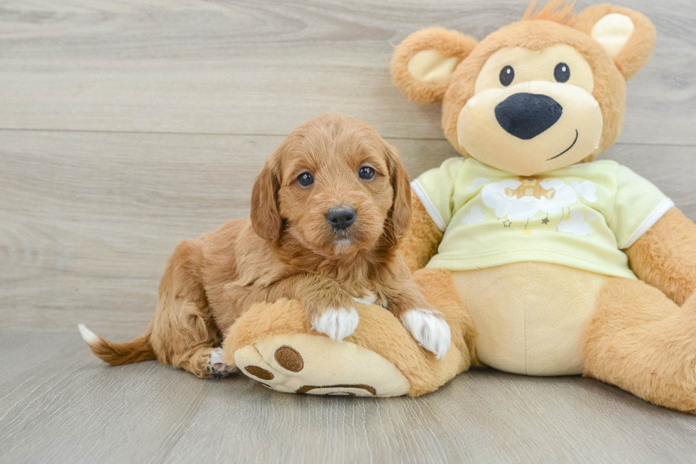 Happy Mini Goldendoodle Baby