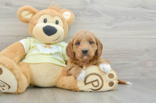 Mini Goldendoodle Puppy for Adoption