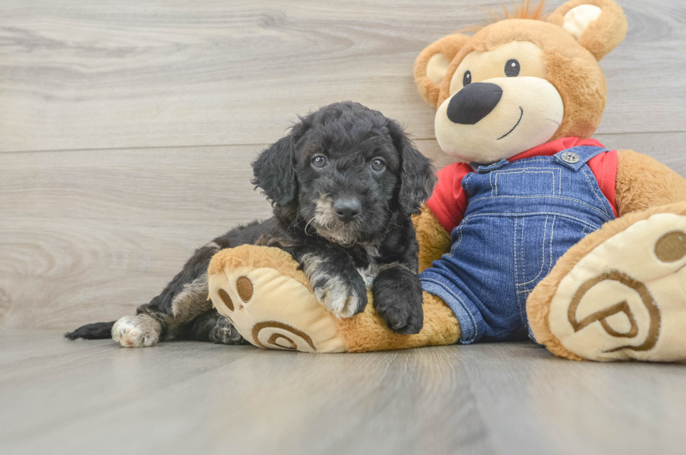 6 week old Mini Goldendoodle Puppy For Sale - Windy City Pups