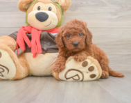 7 week old Mini Goldendoodle Puppy For Sale - Windy City Pups