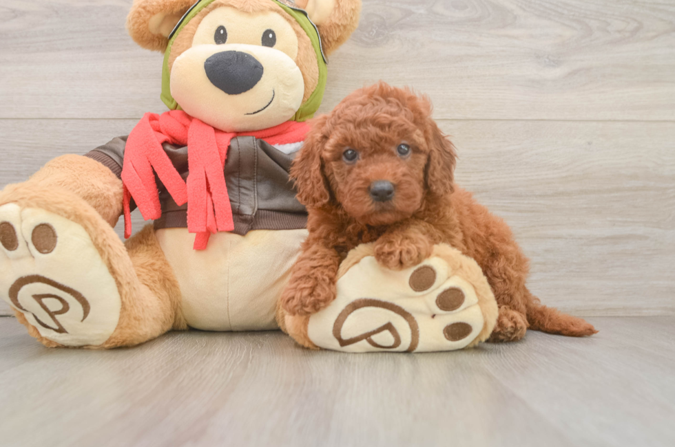 6 week old Mini Goldendoodle Puppy For Sale - Windy City Pups
