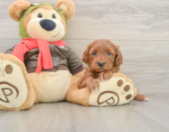 7 week old Mini Goldendoodle Puppy For Sale - Windy City Pups