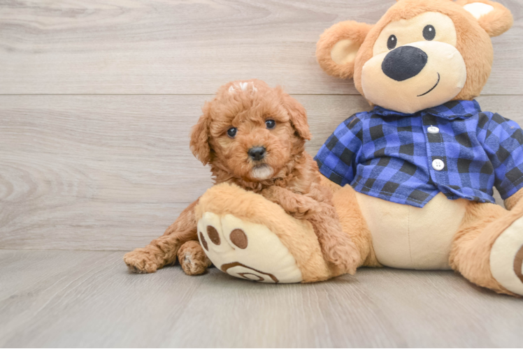 Energetic Golden Doodle Poodle Mix Puppy