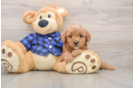 Mini Goldendoodle Pup Being Cute