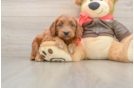 Smart Mini Goldendoodle Poodle Mix Pup