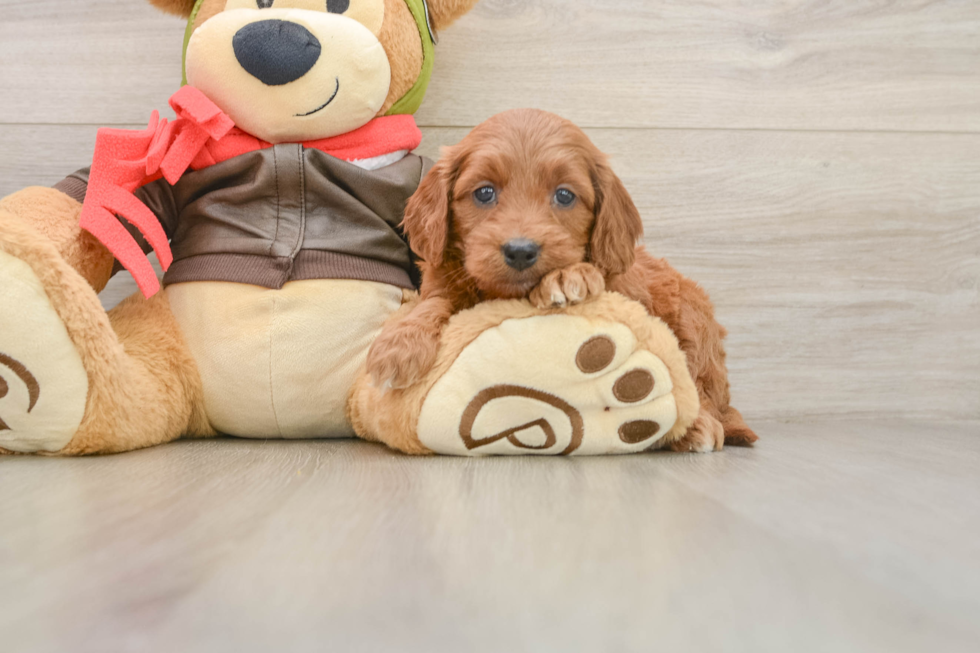 Friendly Mini Goldendoodle Baby