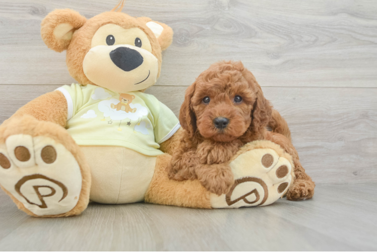 Playful Mini Groodle Poodle Mix Puppy