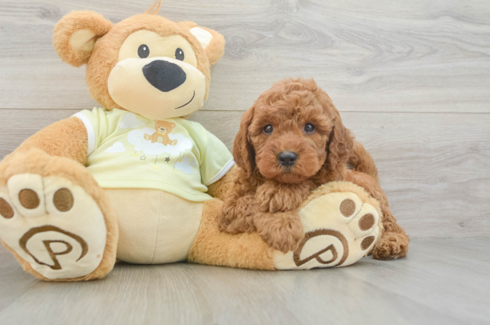 6 week old Mini Goldendoodle Puppy For Sale - Windy City Pups