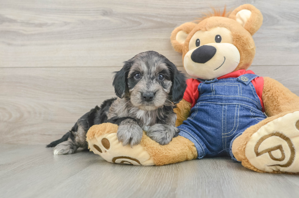 6 week old Mini Goldendoodle Puppy For Sale - Windy City Pups
