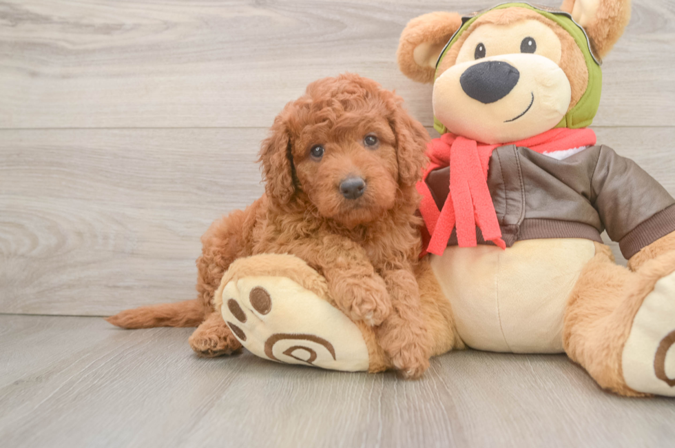 6 week old Mini Goldendoodle Puppy For Sale - Windy City Pups