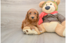 Small Mini Goldendoodle Baby
