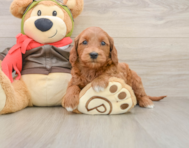 7 week old Mini Goldendoodle Puppy For Sale - Windy City Pups