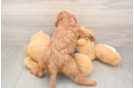 Mini Goldendoodle Pup Being Cute