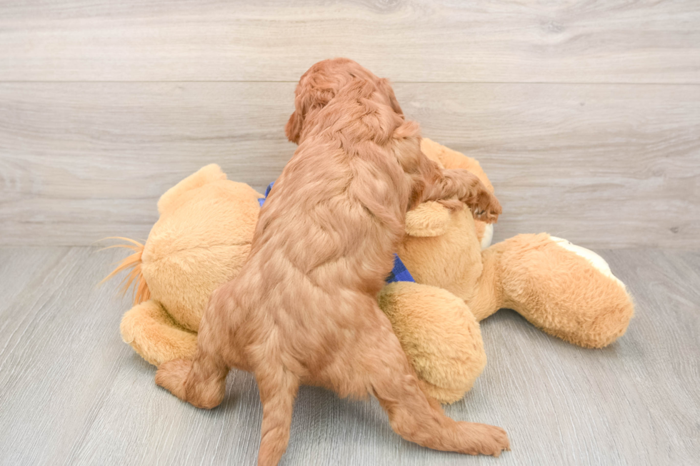 Mini Goldendoodle Pup Being Cute