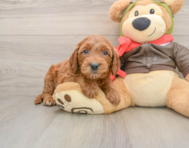 7 week old Mini Goldendoodle Puppy For Sale - Windy City Pups