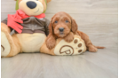 Happy Mini Goldendoodle Baby