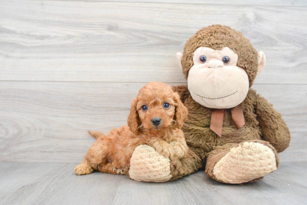 Mini Goldendoodle Pup Being Cute