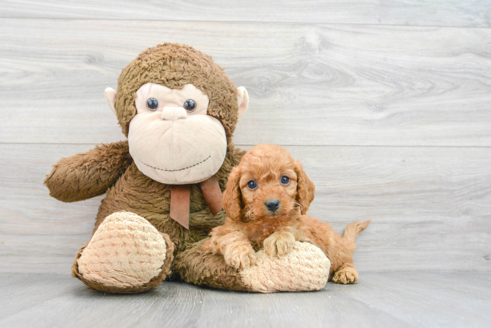 Playful Golden Retriever Poodle Mix Puppy