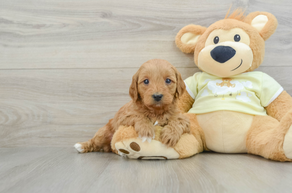 7 week old Mini Goldendoodle Puppy For Sale - Windy City Pups