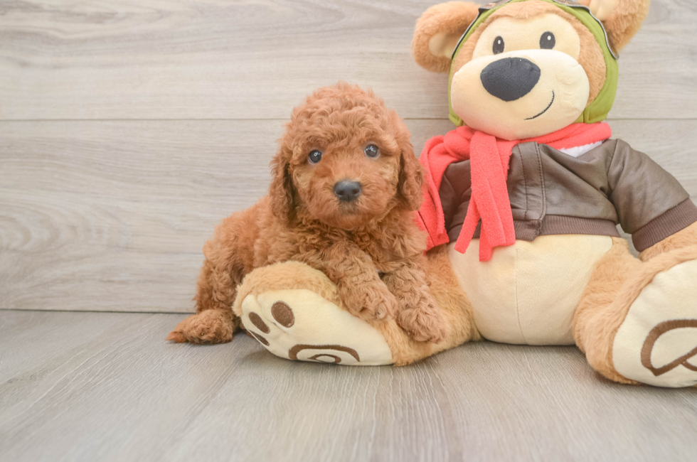6 week old Mini Goldendoodle Puppy For Sale - Windy City Pups