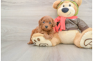 Small Mini Goldendoodle Baby