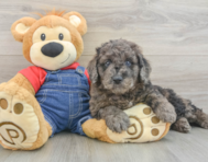 9 week old Mini Goldendoodle Puppy For Sale - Windy City Pups