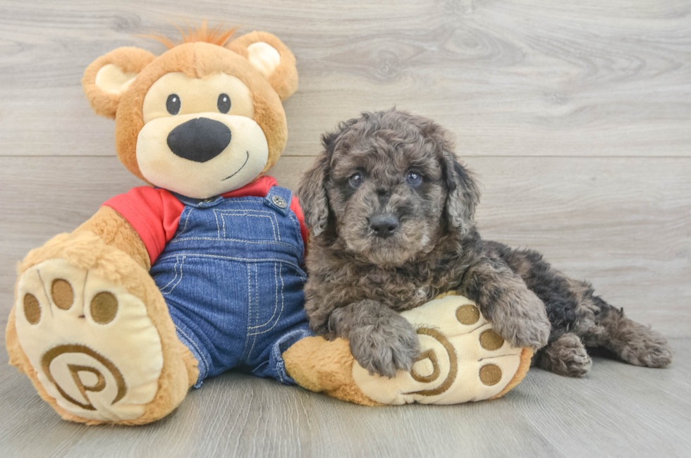6 week old Mini Goldendoodle Puppy For Sale - Windy City Pups