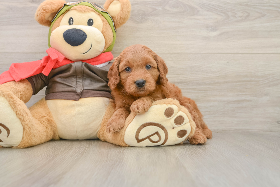 Adorable Golden Retriever Poodle Mix Poodle Mix Puppy
