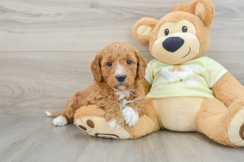 7 week old Mini Goldendoodle Puppy For Sale - Windy City Pups