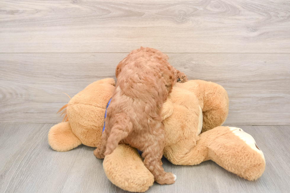 Cute Mini Goldendoodle Baby