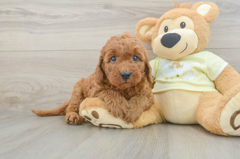 6 week old Mini Goldendoodle Puppy For Sale - Windy City Pups