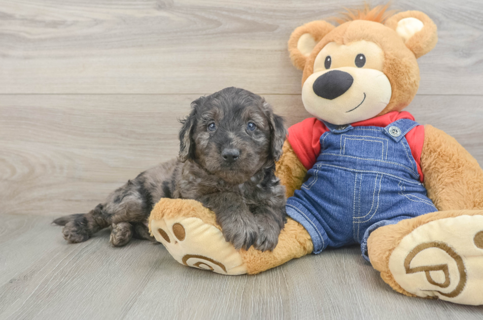 6 week old Mini Goldendoodle Puppy For Sale - Windy City Pups