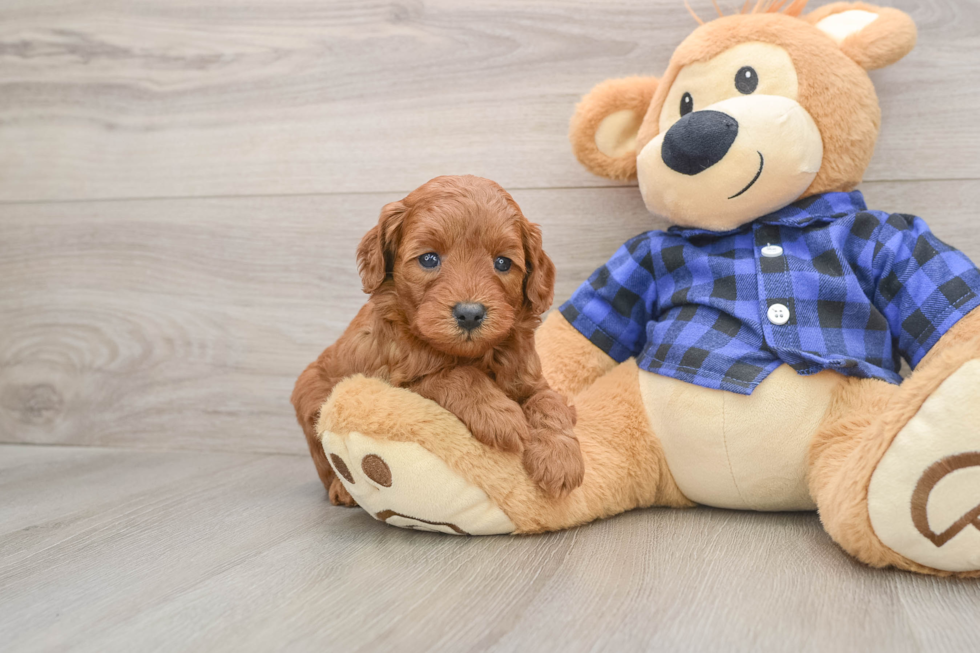 Best Mini Goldendoodle Baby
