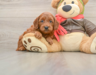 7 week old Mini Goldendoodle Puppy For Sale - Windy City Pups