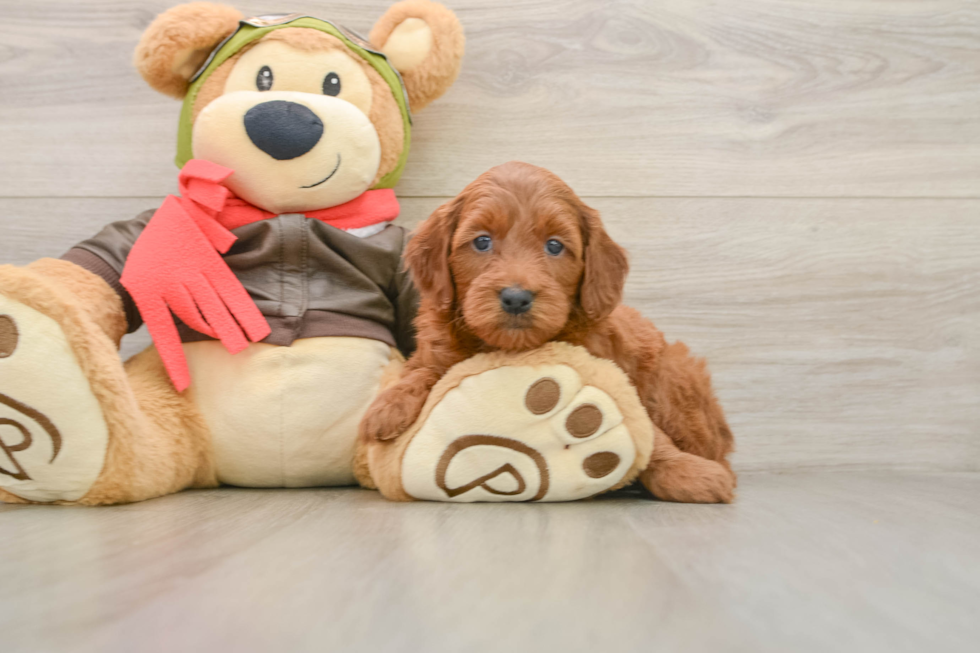Mini Goldendoodle Puppy for Adoption