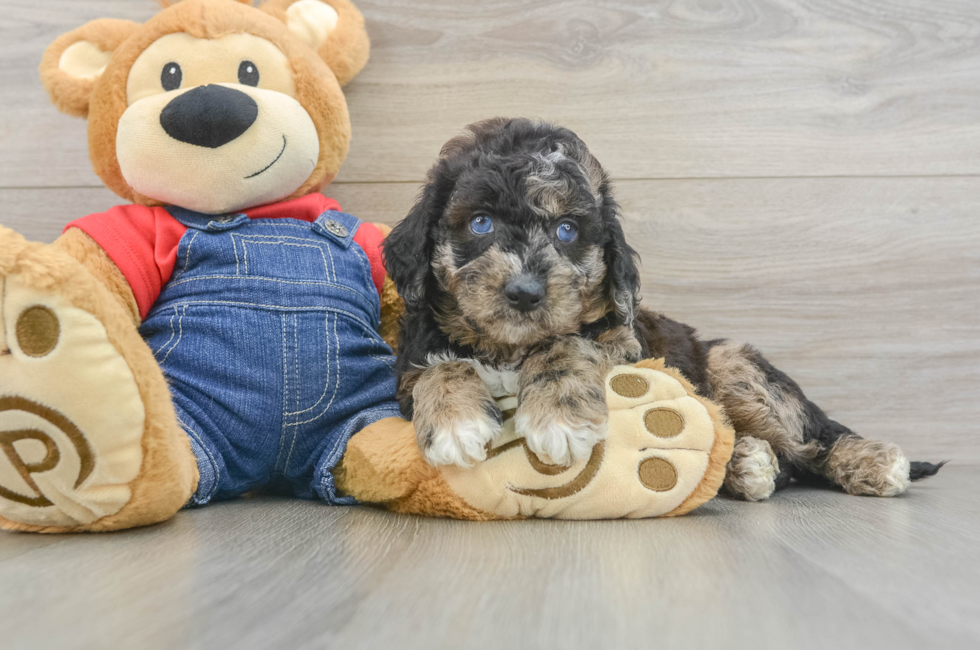6 week old Mini Goldendoodle Puppy For Sale - Windy City Pups