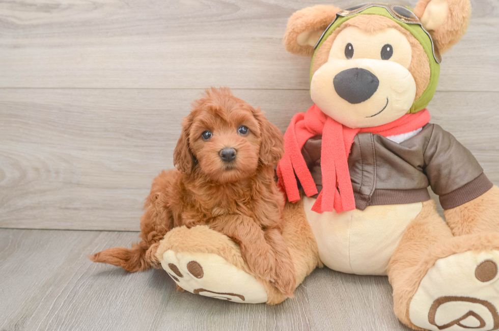 6 week old Mini Goldendoodle Puppy For Sale - Windy City Pups