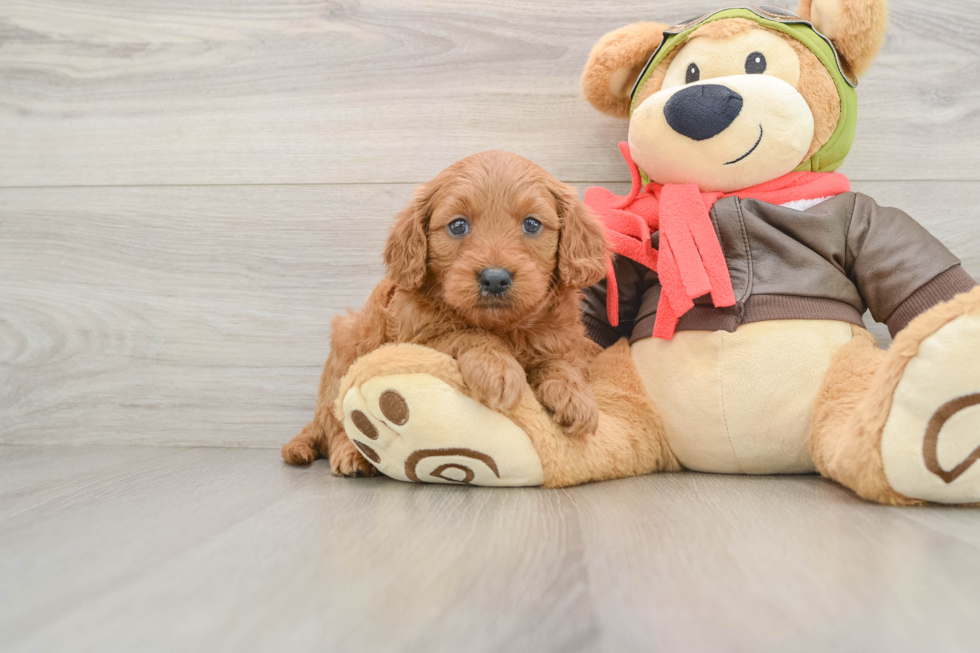 Mini Goldendoodle Pup Being Cute