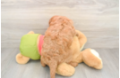 Mini Goldendoodle Puppy for Adoption